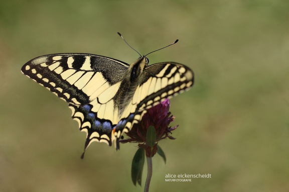 Schwalbenschwanz (Papilio machaon)